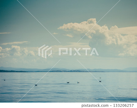Beautiful seascape sea horizon and ducks 133206257