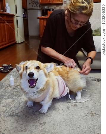 Woman Tying Bandage Dog Post-Surgery Woman Tying Bandage Dog Post-Surgery 133206329