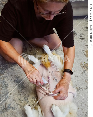 Woman Caring for Dog Post-Surgery 133206483