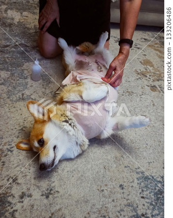 Woman Caring for Dog Post-Surgery 133206486