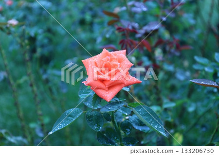 一朵紅玫瑰 一朵紅玫瑰 133206730