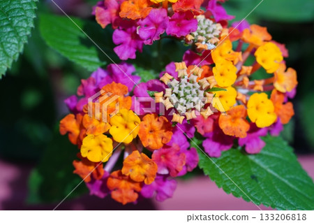 Lantana 133206818