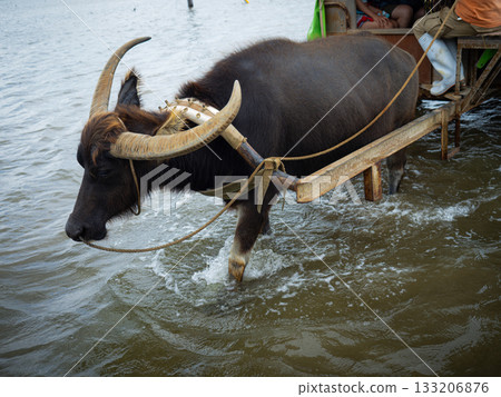Buffalo of Yuku Island 133206876