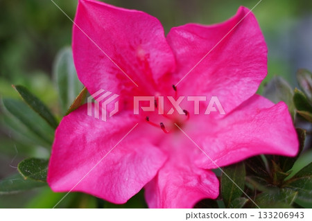 Azalea Azalea 133206943