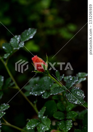 玫瑰濕雨 玫瑰濕雨 133206989