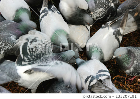 Pigeons Feeding Frenzy: A Flock of Rock Doves Pigeons Feeding Frenzy: A Flock of Rock Doves 133207191