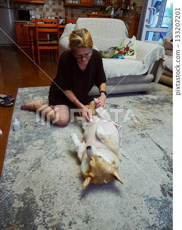 Woman Tying Bandage Dog Post-Surgery Woman Tying Bandage Dog Post-Surgery 133207201