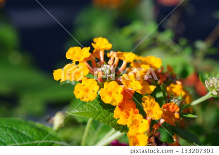 Lantana Lantana 133207301