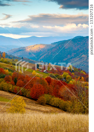 mountain landscape of ukraine countryside on autumn morning. beautiful view of carpathian range with dappled light on forested slopes in colorful foliage. picturesque place with rolling hills mountain landscape of ukraine countryside on autumn morning. beautiful view of carpathian range with dappled light on forested slopes in colorful foliage. picturesque place with rolling hills 133207316