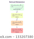 Scheme retinoid metabolism chain, dermatology skin care theme infographic 133207380