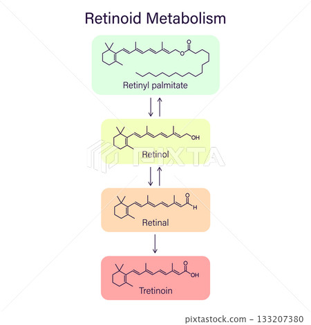 Scheme retinoid metabolism chain, dermatology skin care theme infographic 133207380