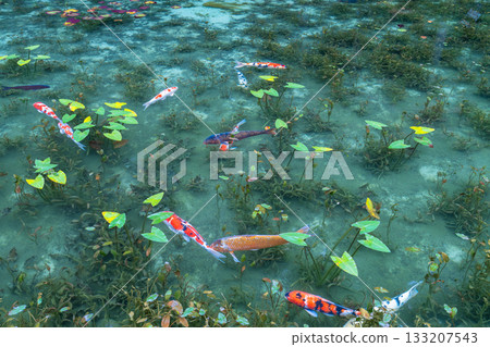 《Gifu Prefecture》 Monet's Pond / Autumn 《Gifu Prefecture》 Monet's Pond / Autumn 133207543