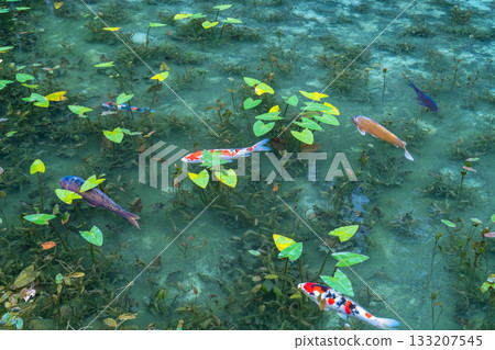 《岐阜縣》莫奈池 / 秋 133207545