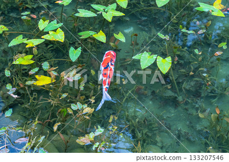 《岐阜縣》莫奈池 / 秋 《岐阜縣》莫奈池 / 秋 133207546