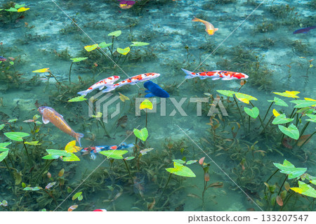 《岐阜縣》莫奈池 / 秋 133207547