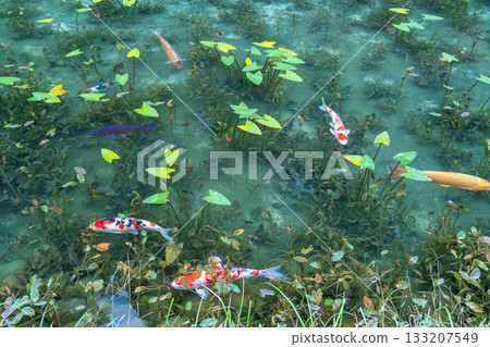 《岐阜縣》莫奈池 / 秋 133207549