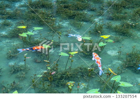 《岐阜縣》莫奈池 / 秋 133207554