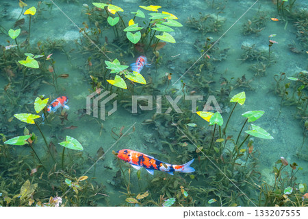 《岐阜縣》莫奈池 / 秋 133207555