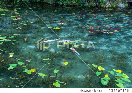《Gifu Prefecture》 Monet's Pond / Autumn 《Gifu Prefecture》 Monet's Pond / Autumn 133207556