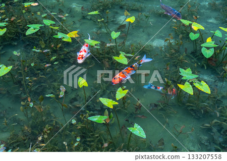 《Gifu Prefecture》 Monet's Pond / Autumn 《Gifu Prefecture》 Monet's Pond / Autumn 133207558