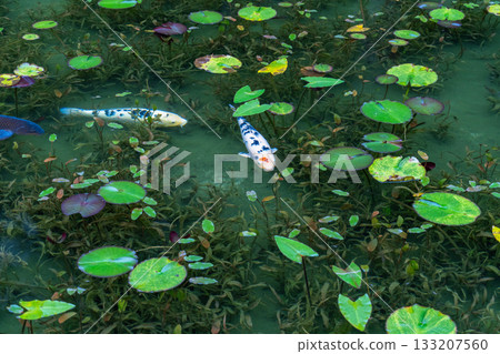 《岐阜縣》莫奈池 / 秋 133207560