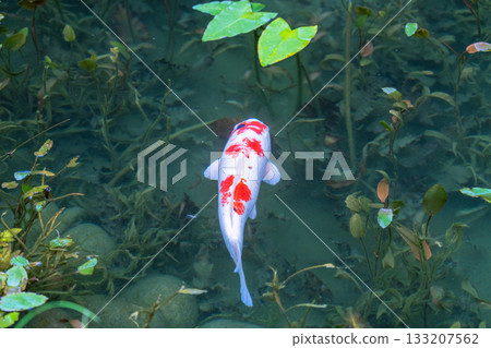 《Gifu Prefecture》 Monet's Pond / Autumn 133207562