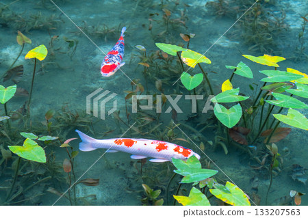 《岐阜縣》莫奈池 / 秋 133207563