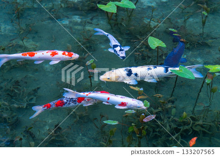 《岐阜縣》莫奈池 / 秋 133207565