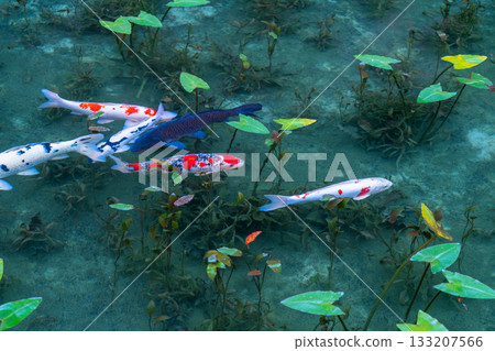 《岐阜縣》莫奈池 / 秋 133207566