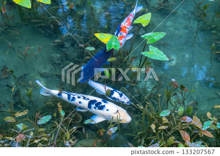 《岐阜縣》莫奈池 / 秋 133207567