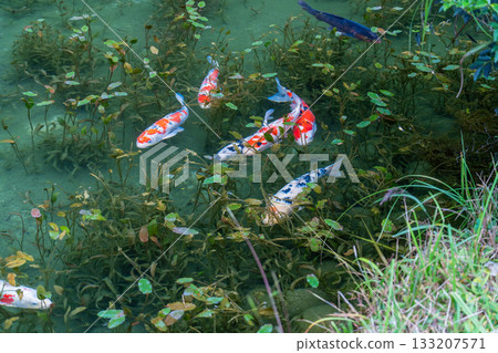 《岐阜縣》莫奈池 / 秋 133207571