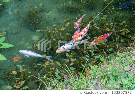 《岐阜縣》莫奈池 / 秋 133207572