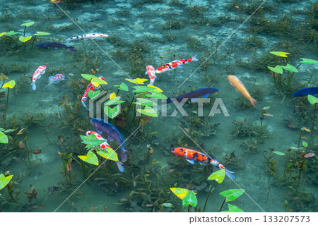 《岐阜縣》莫奈池 / 秋 133207573