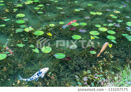 《Gifu Prefecture》 Monet's Pond / Autumn 《Gifu Prefecture》 Monet's Pond / Autumn 133207575
