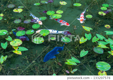 《岐阜縣》莫奈池 / 秋 133207578