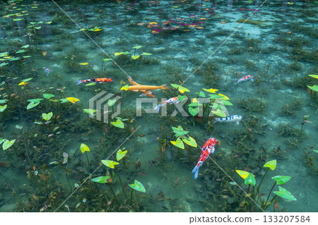 《岐阜縣》莫奈池 / 秋 133207584