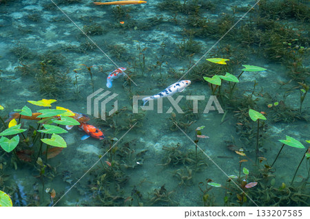 《岐阜縣》莫奈池 / 秋 133207585