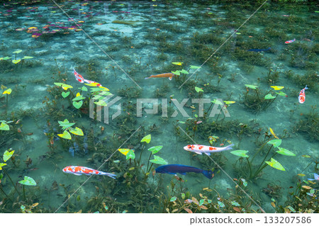 《岐阜縣》莫奈池 / 秋 133207586