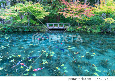 《Gifu Prefecture》 Monet's Pond / Autumn 133207588