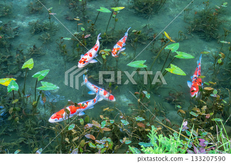 《岐阜縣》莫奈池 / 秋 133207590