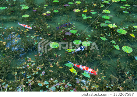 《Gifu Prefecture》 Monet's Pond / Autumn 133207597