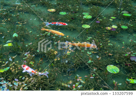《Gifu Prefecture》 Monet's Pond / Autumn 133207599