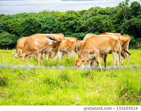 Cows of Ishigaki Island 133207614
