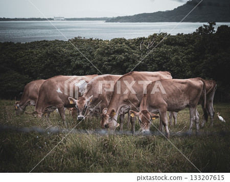 石垣島的牛 石垣島的牛 133207615