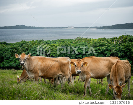 Cows of Ishigaki Island Cows of Ishigaki Island 133207616