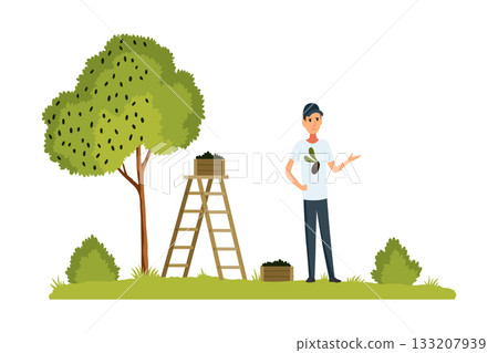 Farmer harvesting olives flat vector illustration. Male farm worker and boxes with black olives cartoon character. Cheerful gardener picking ripe Olea European berries in containers Farmer harvesting olives flat vector illustration. Male farm worker and boxes with black olives cartoon character. Cheerful gardener picking ripe Olea European berries in containers 133207939