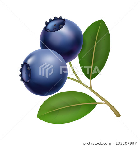 Blueberry branch with glossy leaves, forager picked plump berries on slender stem, light dewdrops, textured skin, vibrant deepblue tones, rustic market mood, healthy Blueberry branch with glossy leaves, forager picked plump berries on slender stem, light dewdrops, textured skin, vibrant deepblue tones, rustic market mood, healthy 133207997