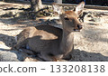 Deer inhabiting Miyajima 133208138