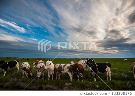 Grazing cattle at the Noarderleech 133208176