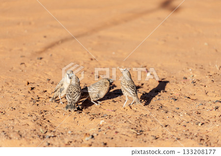 sociable weaver bird sociable weaver bird 133208177